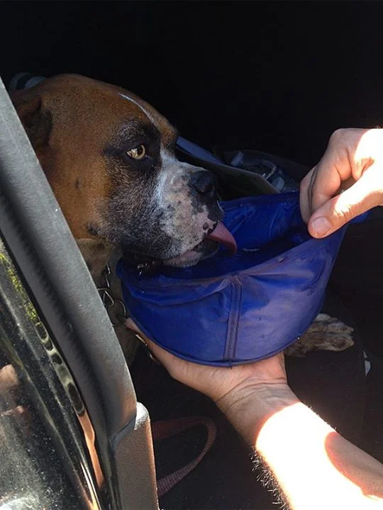 Firefighters rescue dog who collapsed on hike