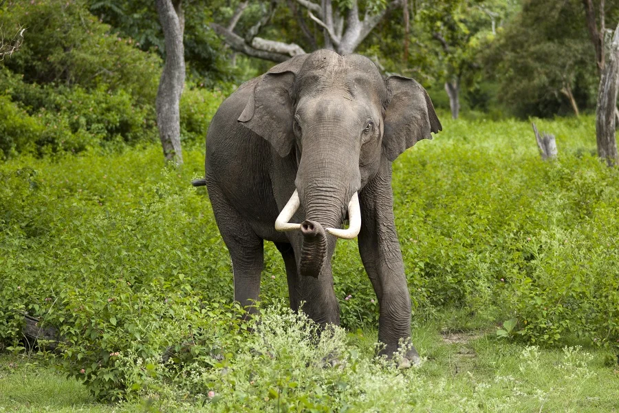"Elephas maximus (Bandipur)" by Yathin S Krishnappa - Own work. Licensed under CC BY-SA 3.0 via Wikimedia Commons