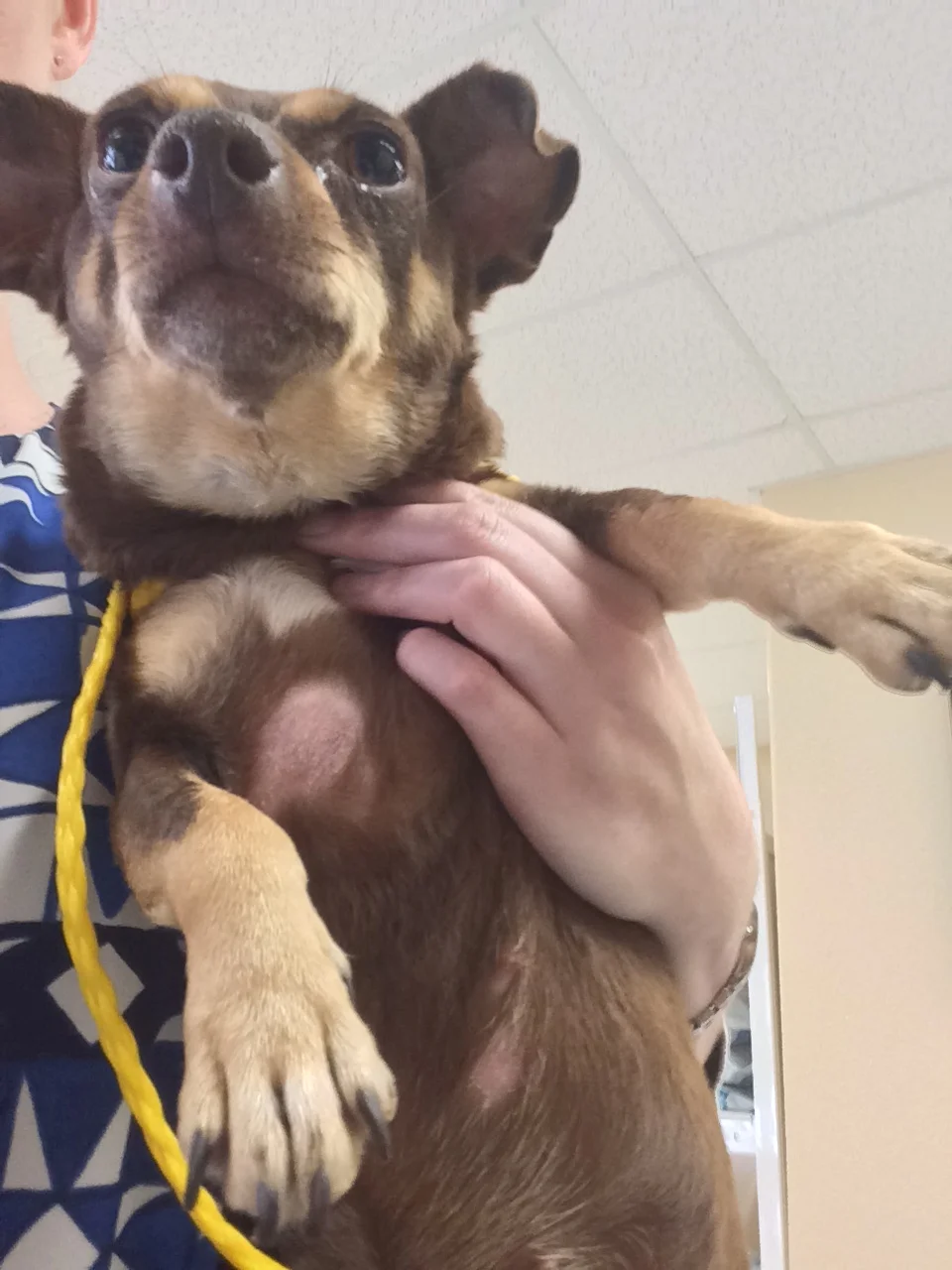 Petition calls for Downey animal shelter to 'clean up its act' (UPDATED)