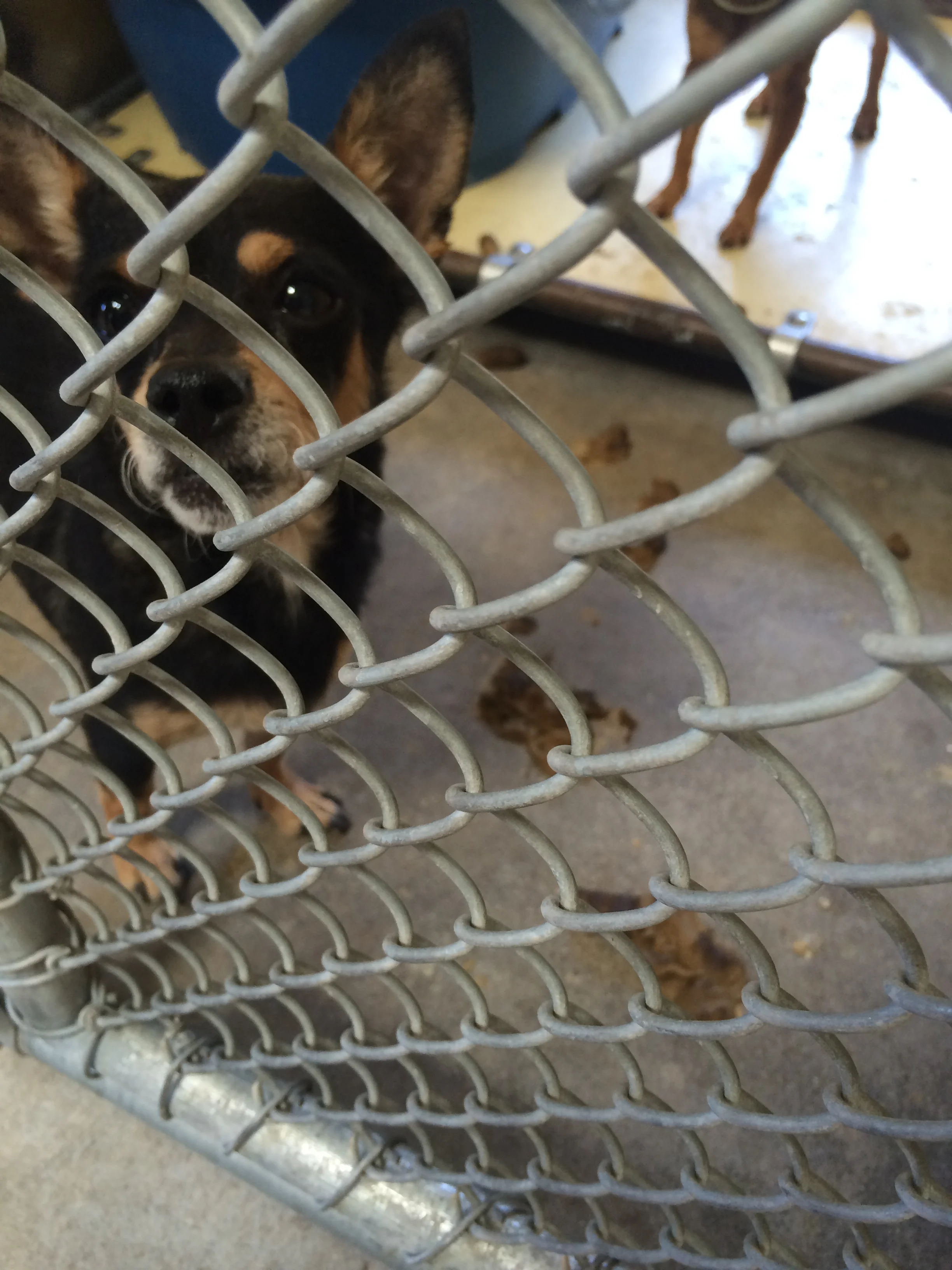 Officials call for investigation of county animal shelters