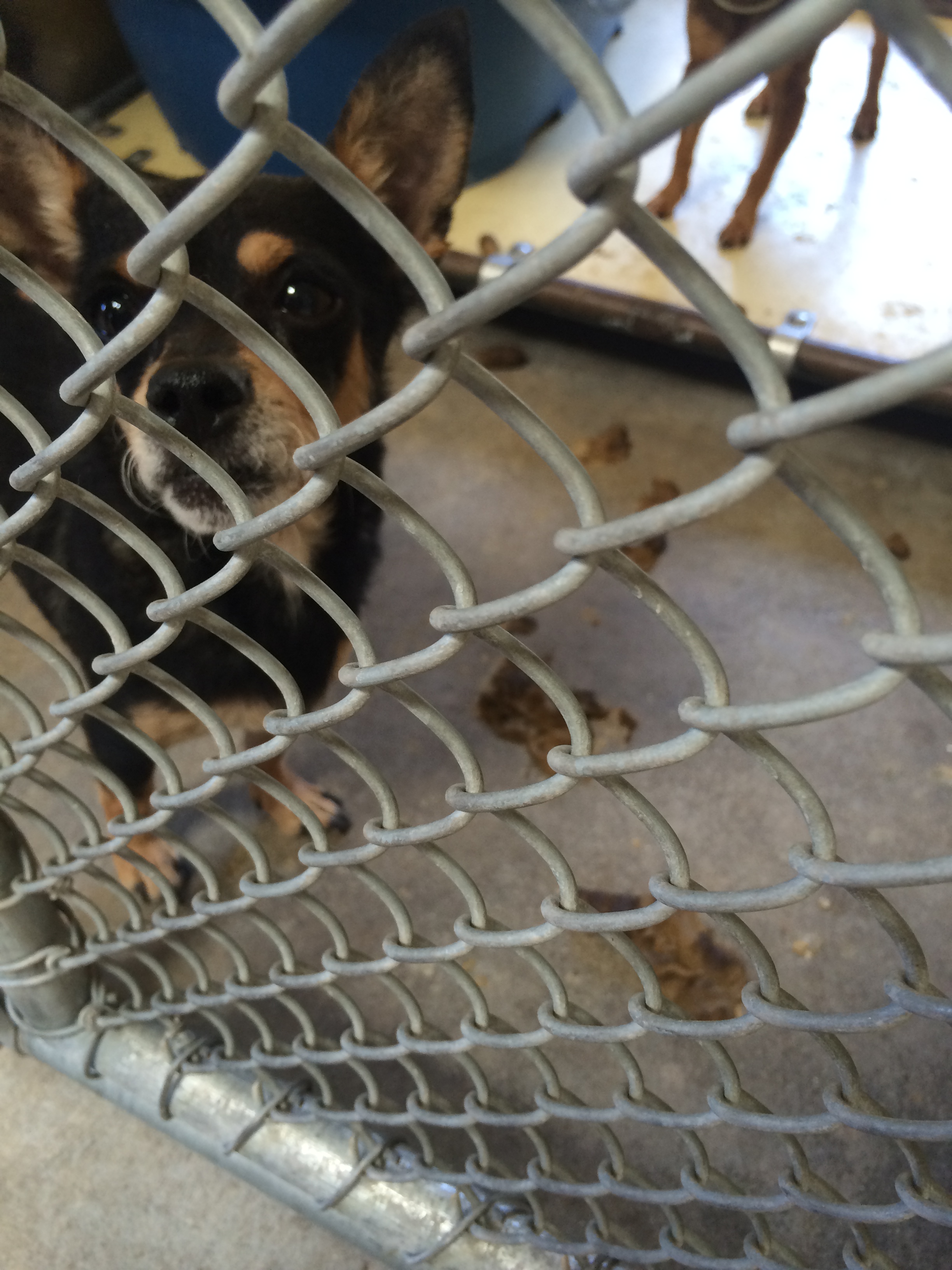 Seaaca Downey Animal Shelter