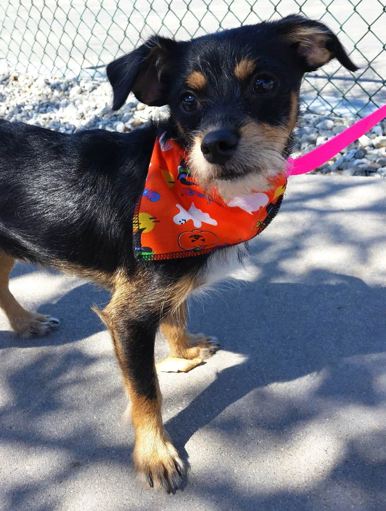 SEAACA's Pet of the Week