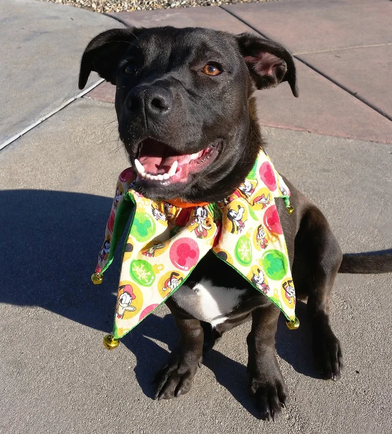 'Jingle' is SEAACA's Pet of the Week