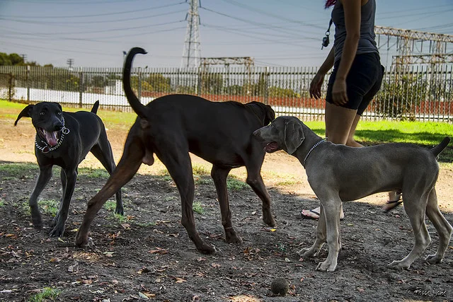 Downey introduces dog obedience classes