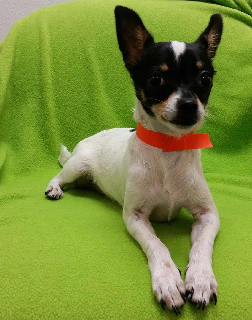 SEAACA's Pet of the Week