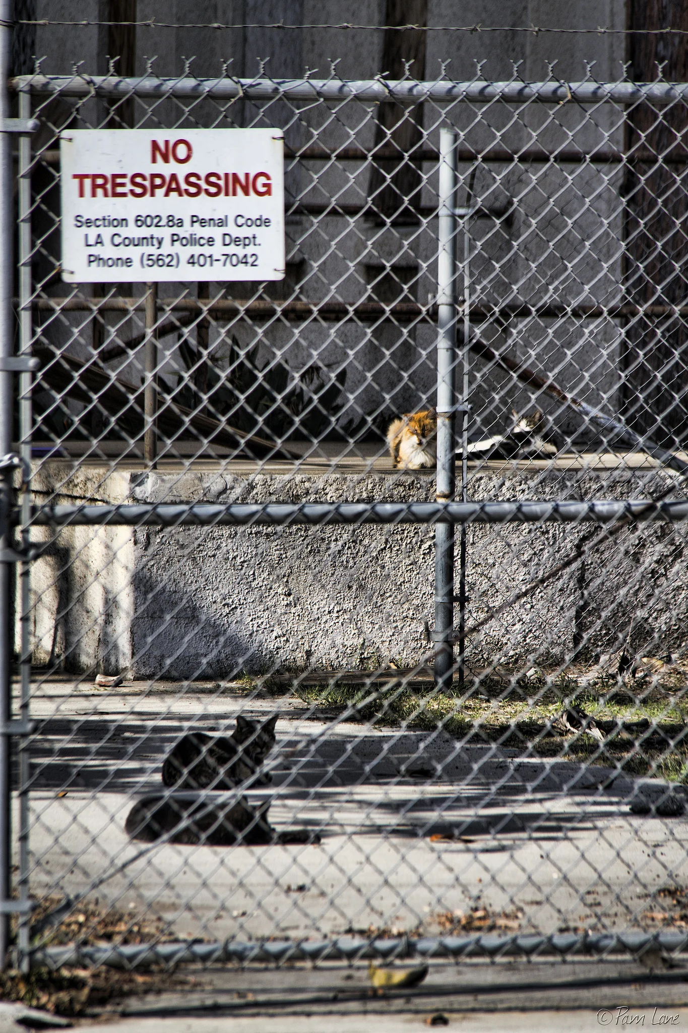 Feral cats roam the abandoned South Rancho campus. Photo by Pam Lane, DowneyDailyPhotos.com