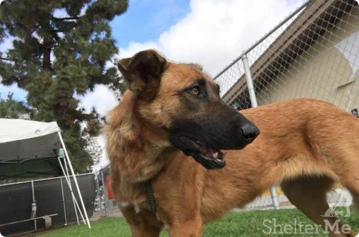 Downey dog goes viral after heartbreaking video