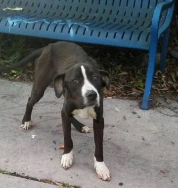 A shelter animal put down too soon