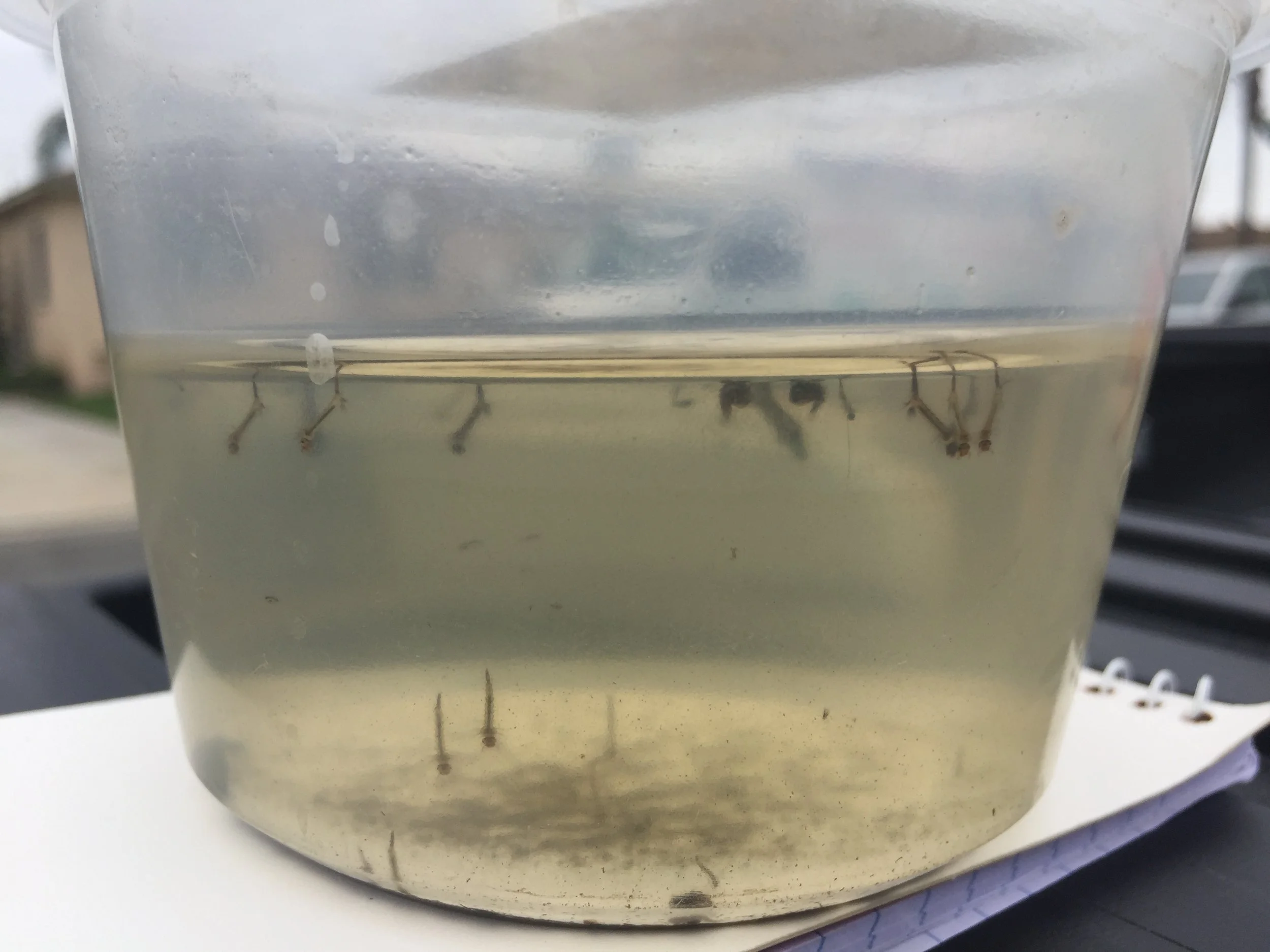 Mosquitoes commonly associated with Zika found in Downey