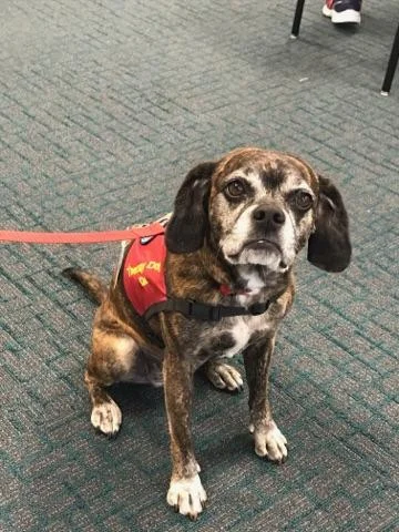 PIH Health brings therapy dog program to Downey hospital