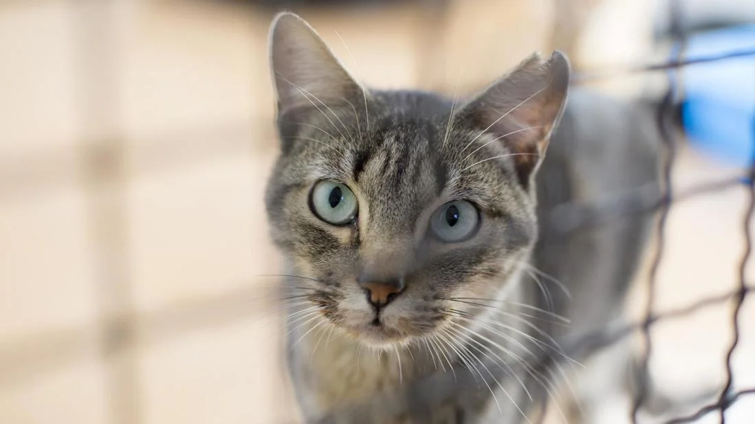 SEAACA drops cat and kitten adoptions to $5