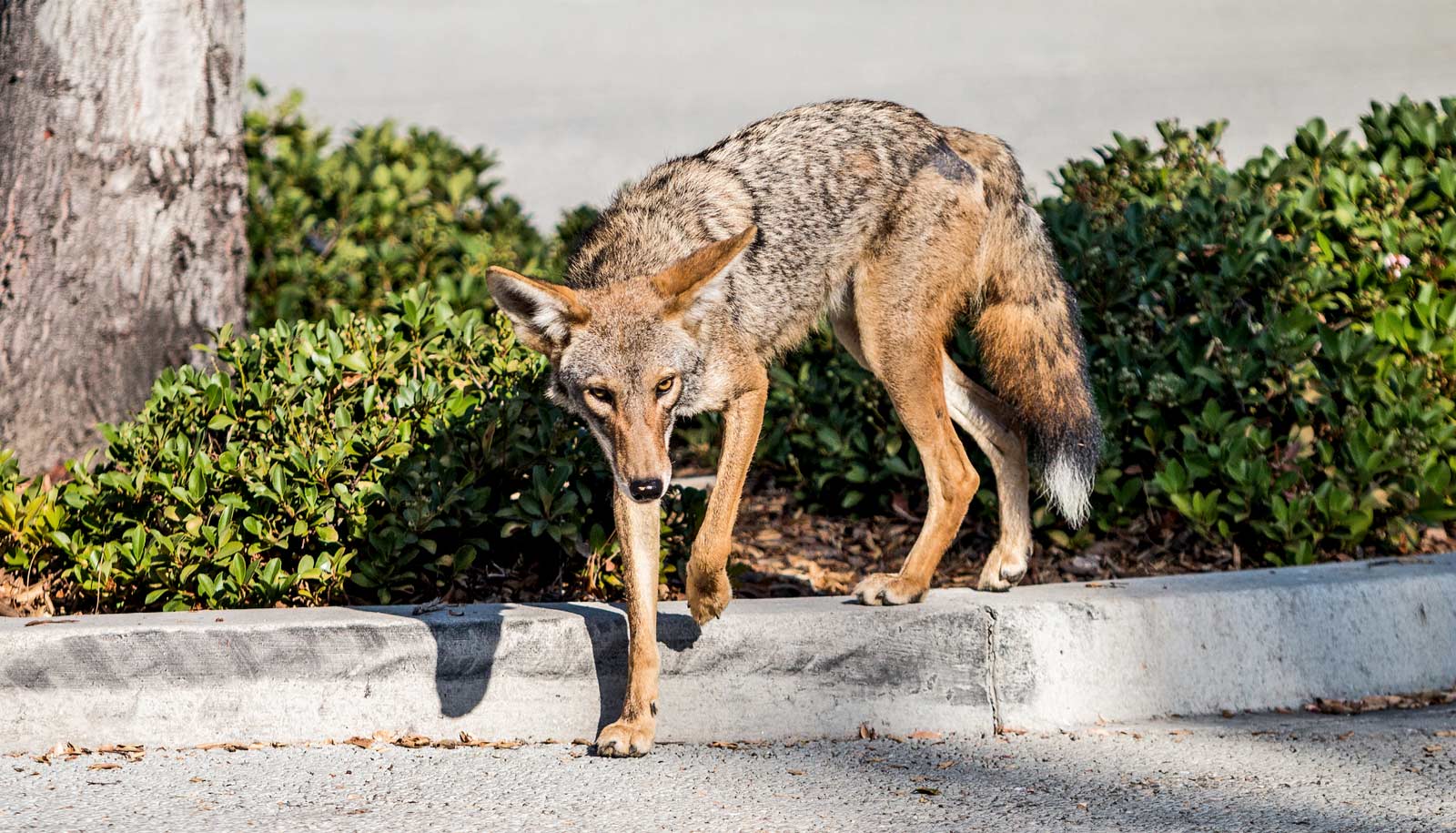 Downey residents reach their breaking point with coyotes