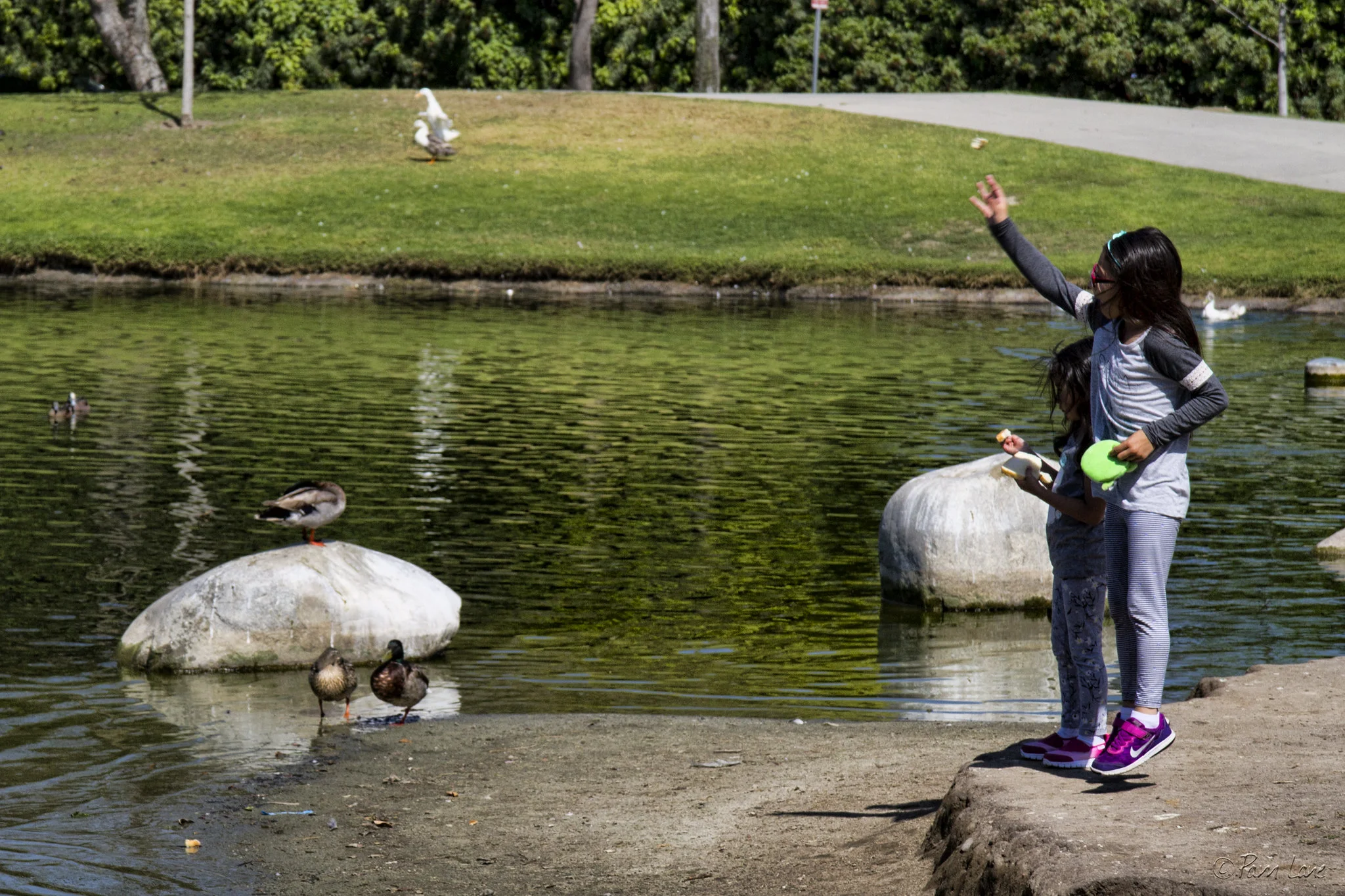 PHOTO BY PAM LANE/DOWNEYDAILYPHOOS.COM Children feed the ducks at Wilderness Park.