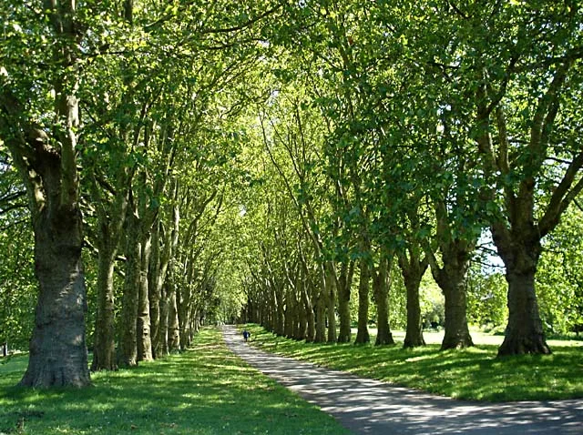 Avenue_of_trees_in_St_Georges_Park_-_geograph.org_.uk_-_492115.jpg