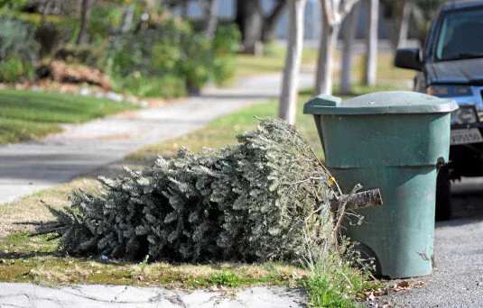 You can recycle your Christmas tree starting today