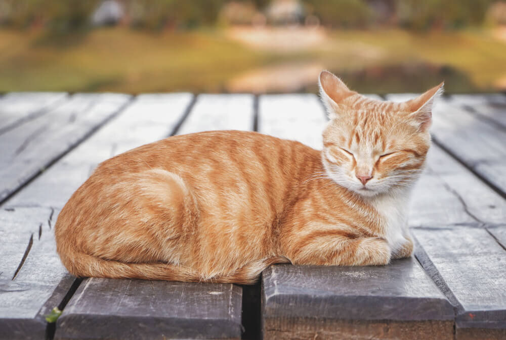 fluffy orange tabby cat