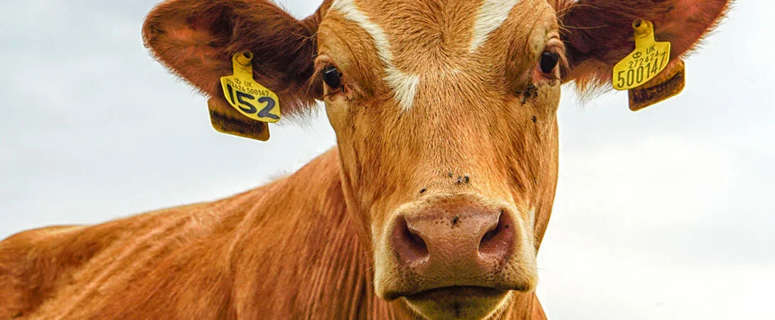 Short Story: I Only Have Cow Eyes for You