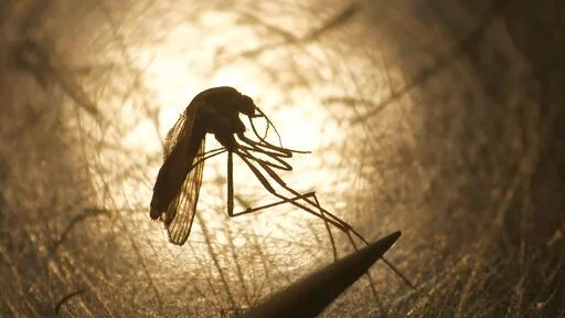 Mosquito tests positive for West Nile virus