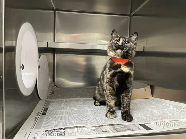 SEAACA debuts new cat enclosures