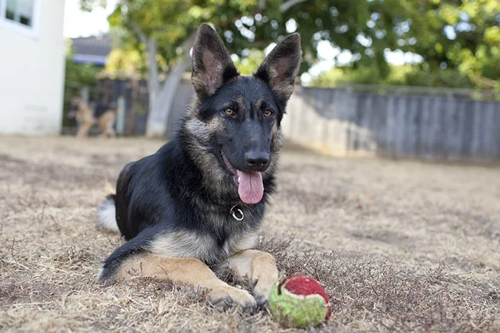 County offers discounted fees to adopt big dogs