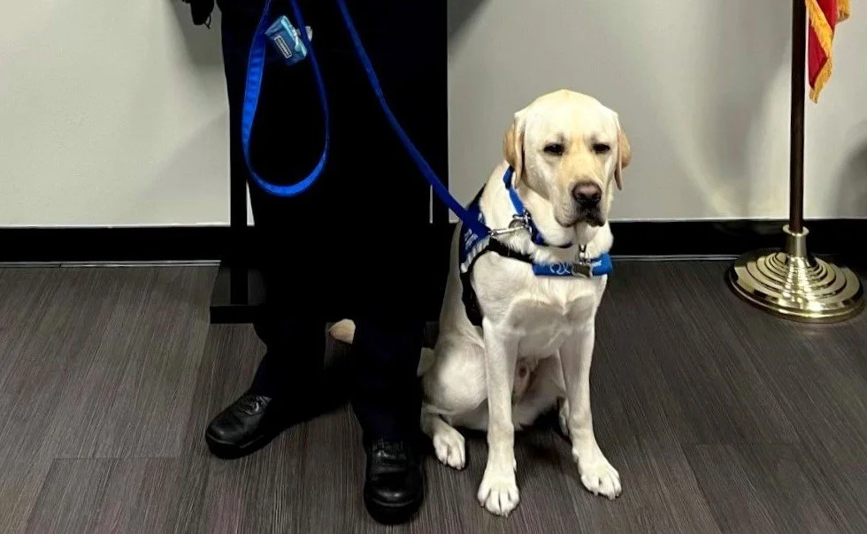 Downey Police adds yellow Labrador to roster
