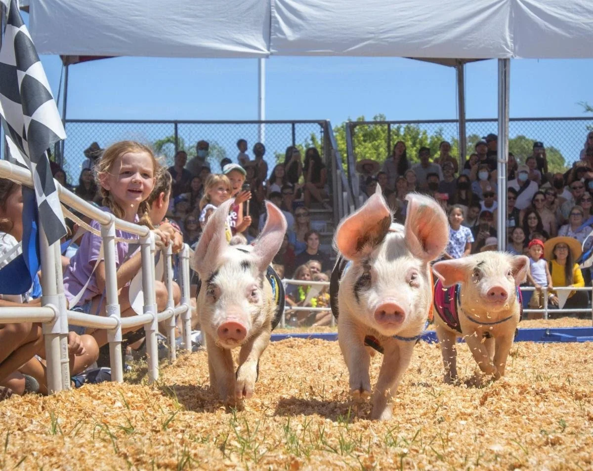 OC Fair returns July 18 with new attractions and fan favorites