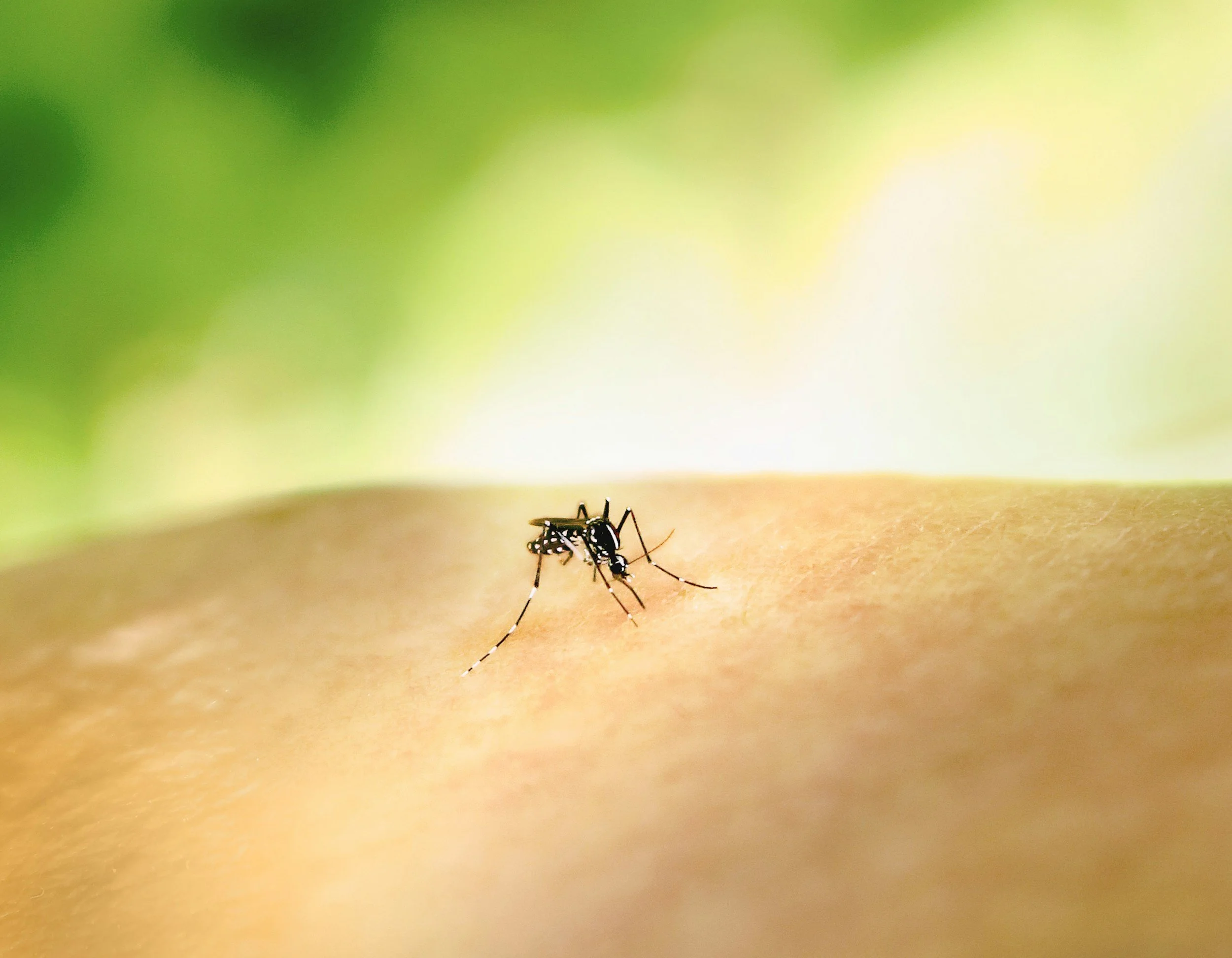 West Nile virus detected in Pico Rivera