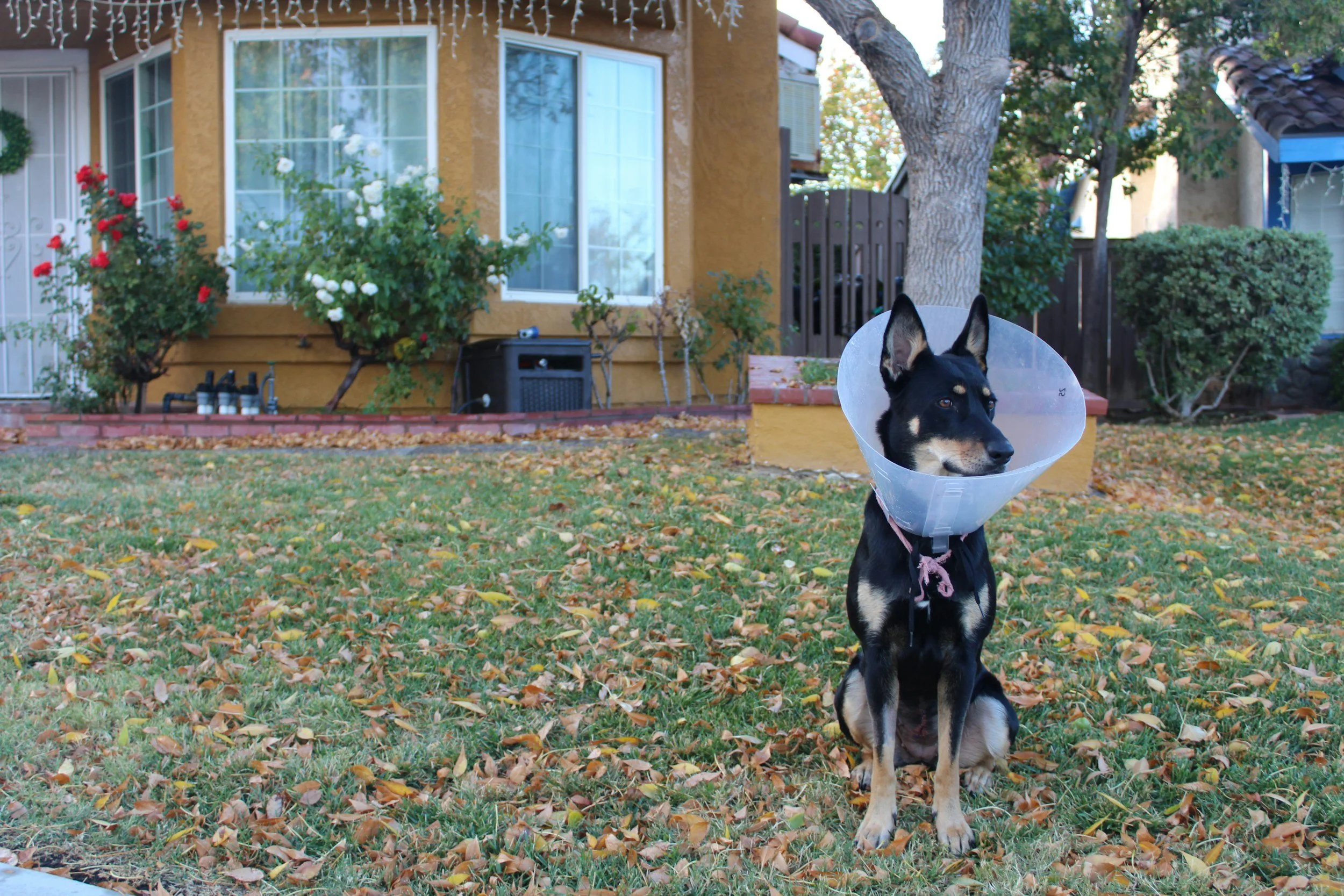 SEAACA offering no-cost spay and neuter services