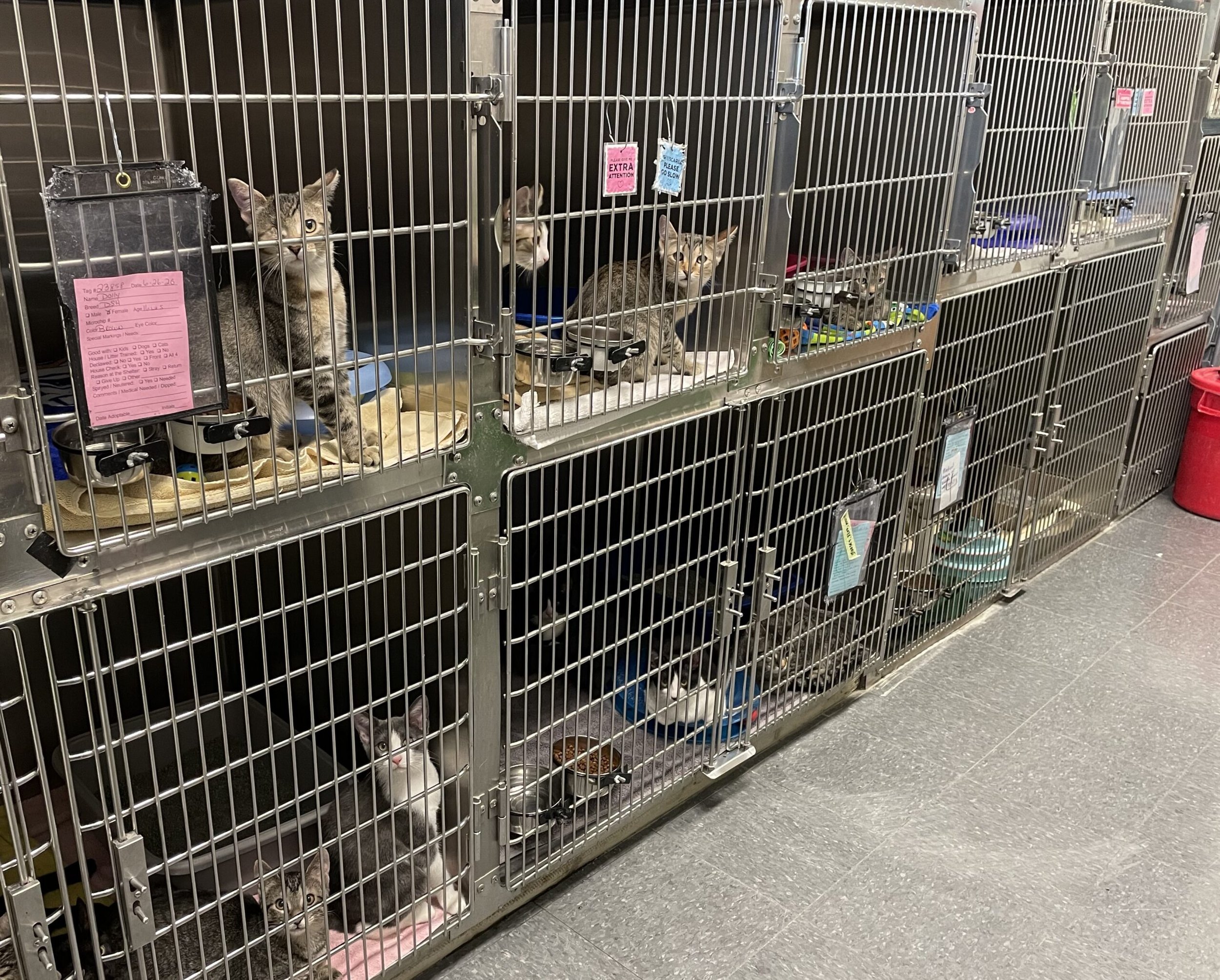 SEAACA: 50 animals may be euthanized due to overcrowding — The Downey  Patriot