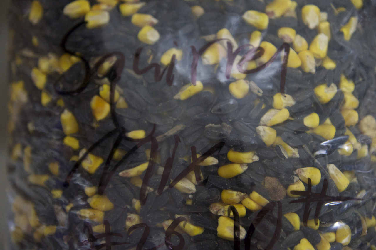 Sunflower, corn, peanuts