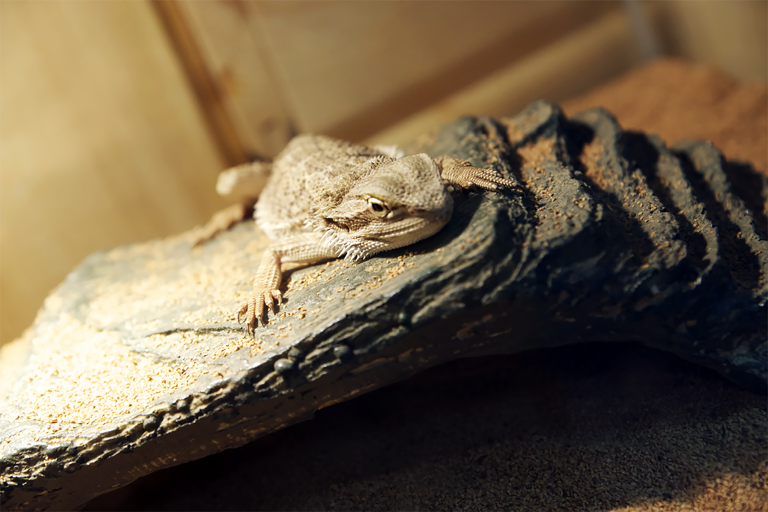 Bearded Dragon