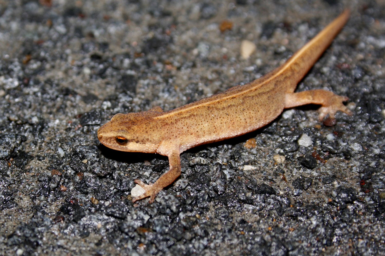 Newt