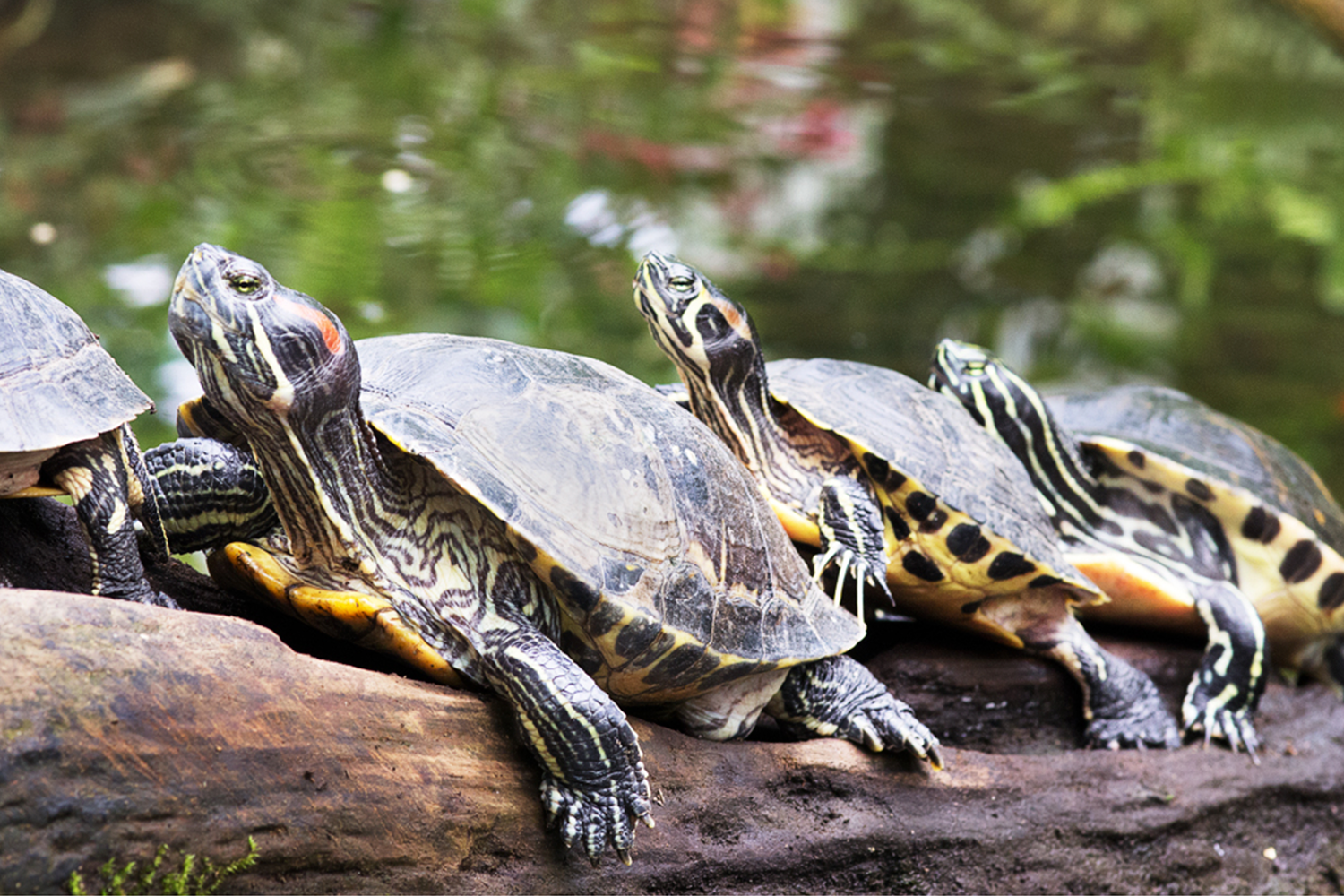 Turtle