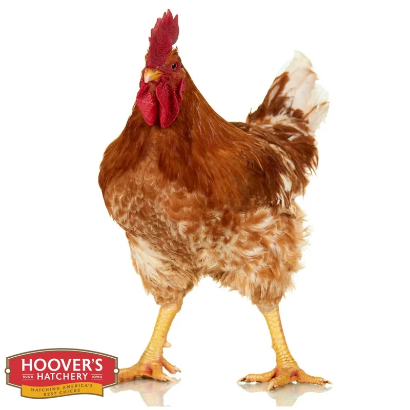 Red Broiler.jpg