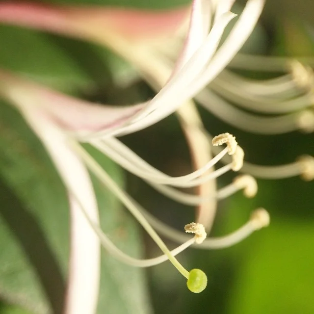 Ben Klocek-Honeysuckle.jpg