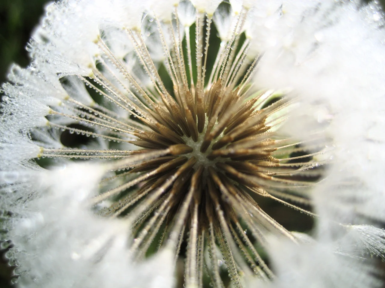 dandelion_459130622_o.jpg