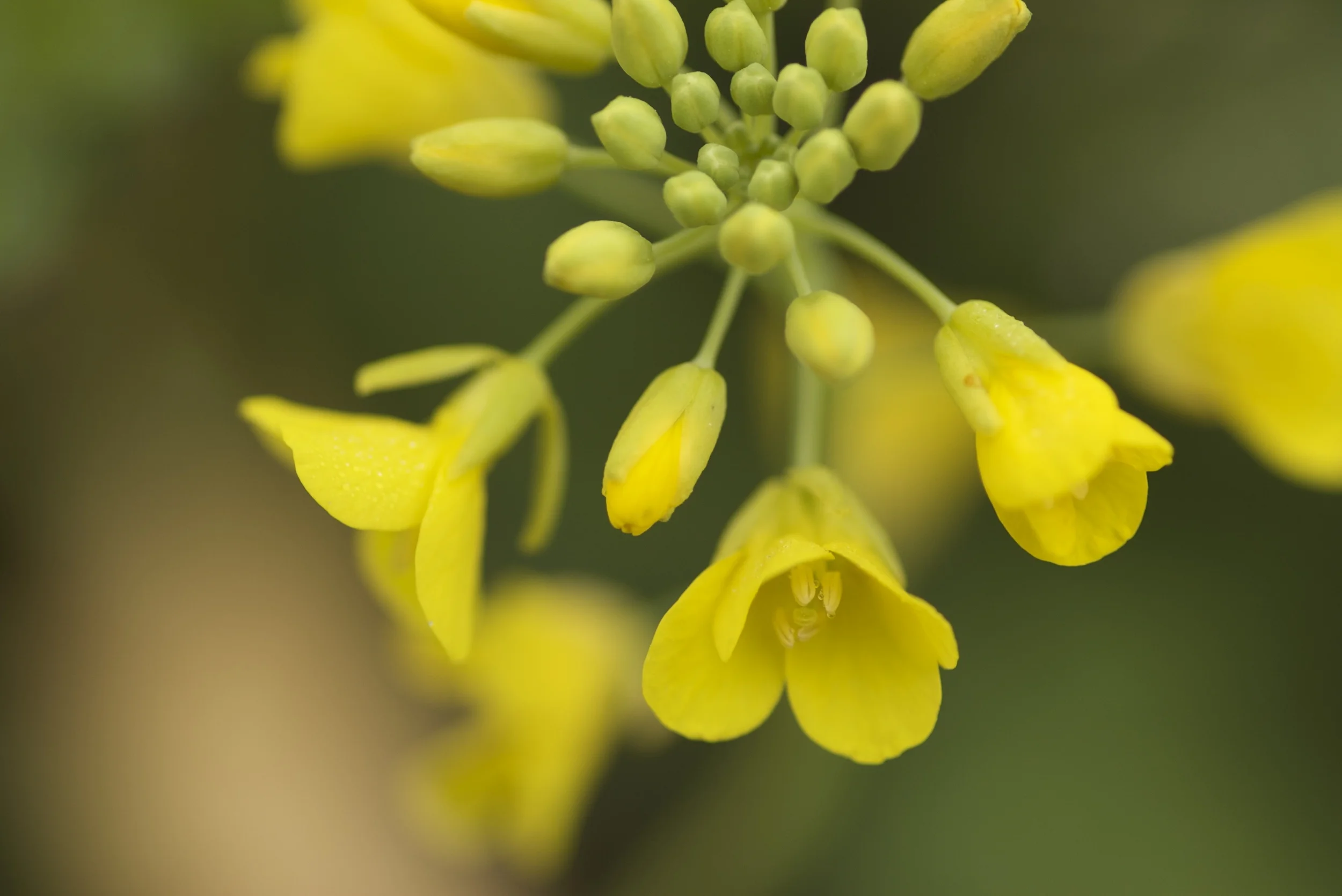 mustard_2332722134_o.jpg