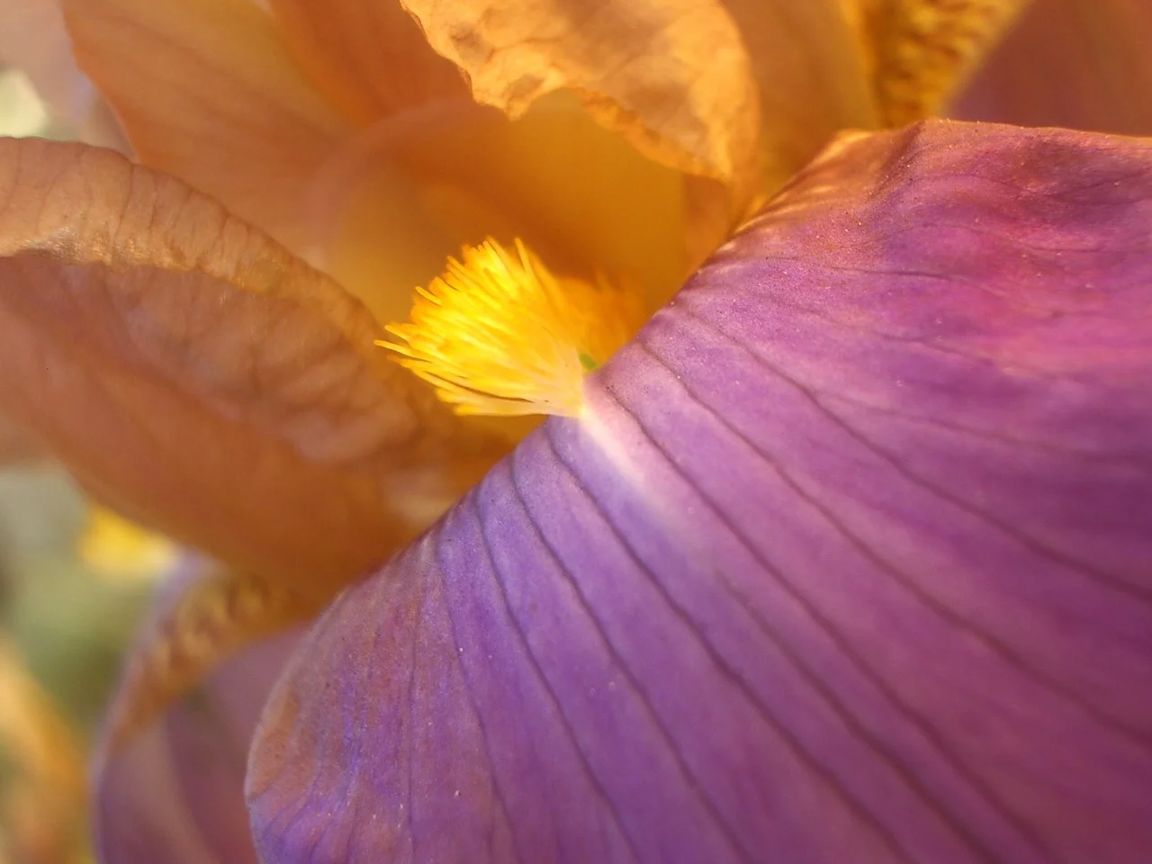 iris_459142179_o.jpg