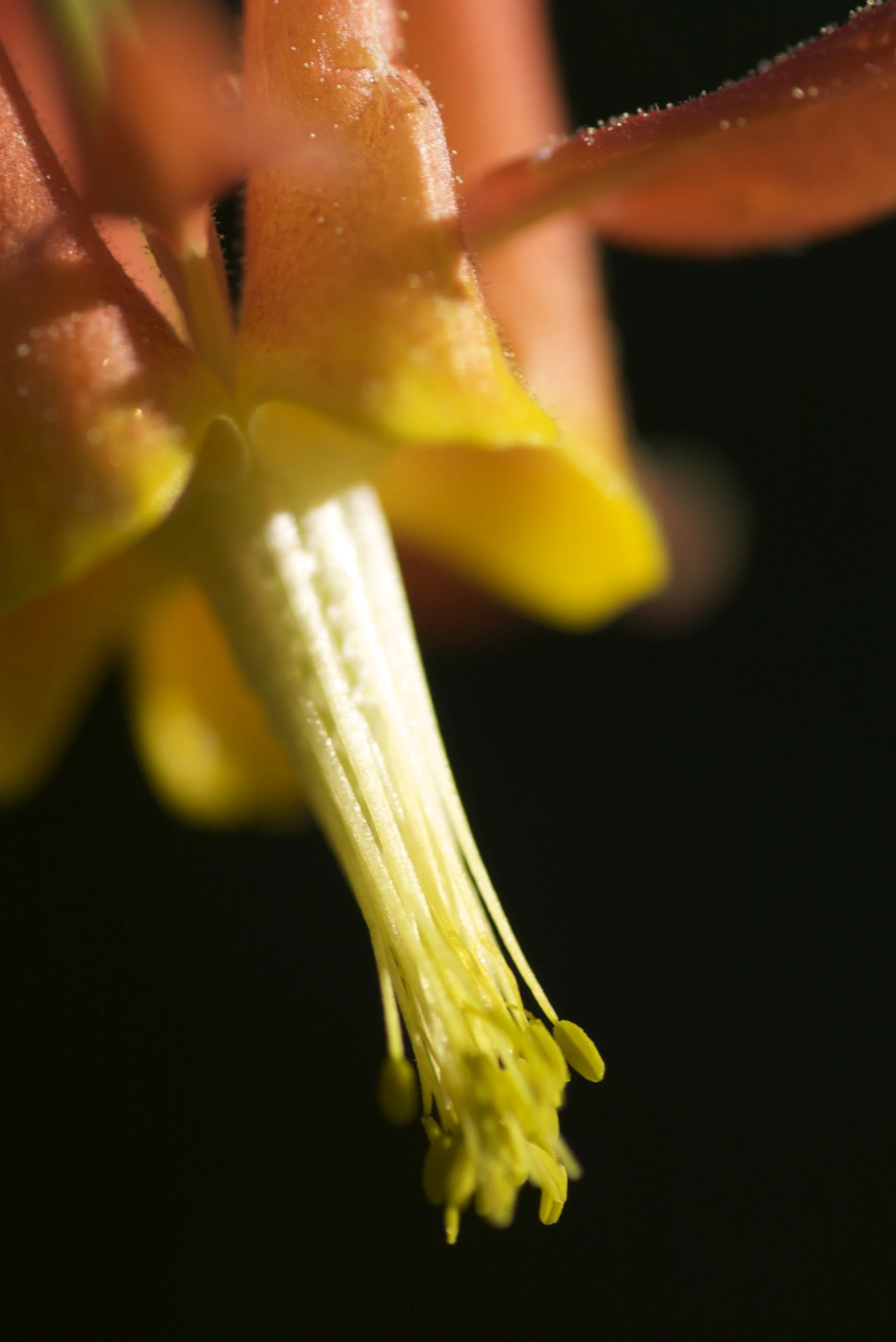 columbine_2652774321_o.jpg