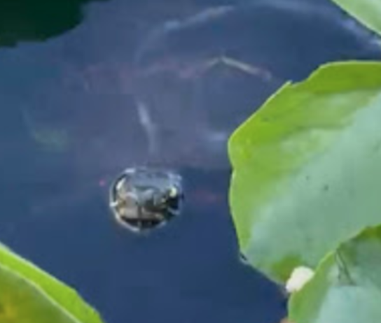 Painted Turtle Study: Results Released!