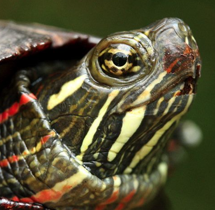 Painted Turtle Study: Update and Important Reminder