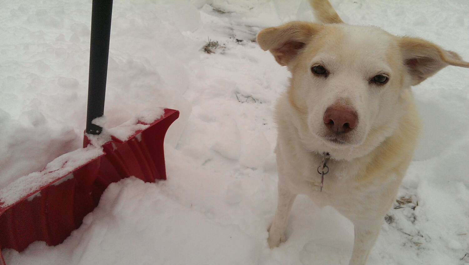 Digging out a "potty path" for our dog from over 12 inches of snow brought by a single one-day storm.