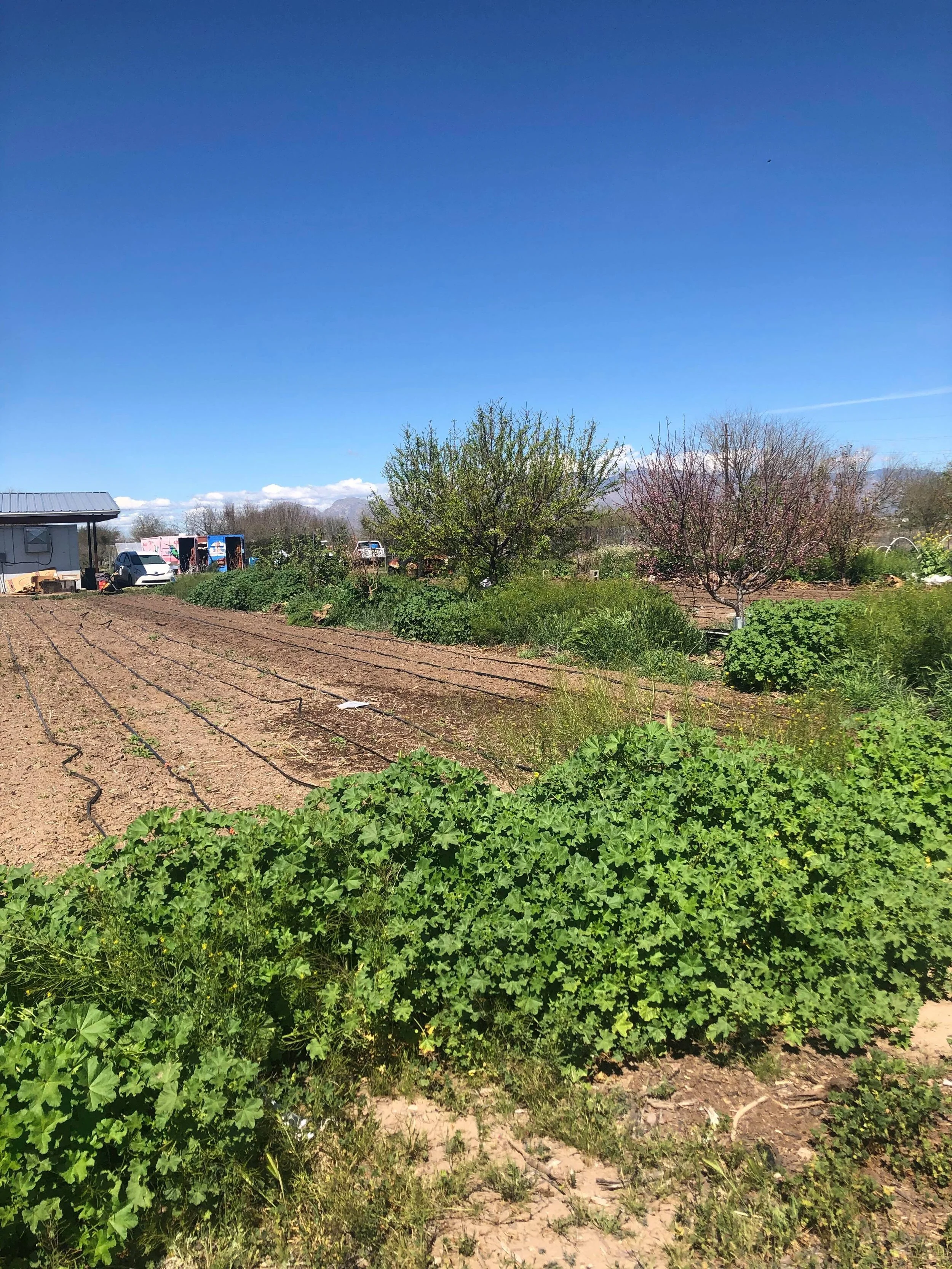 Notes From the Fields: Thoughts On How to Thrive During Corona