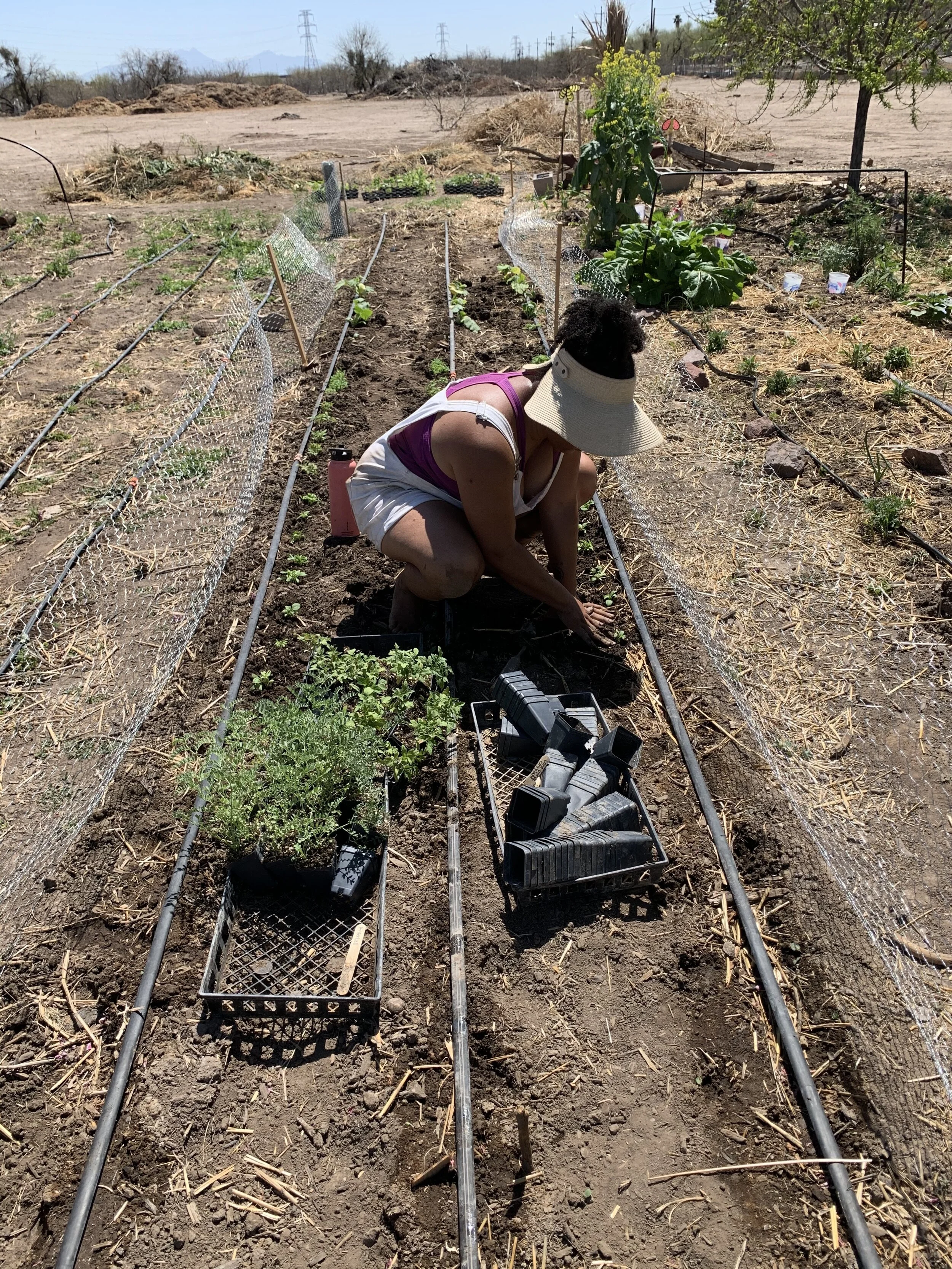 Spring/ Summer Planting