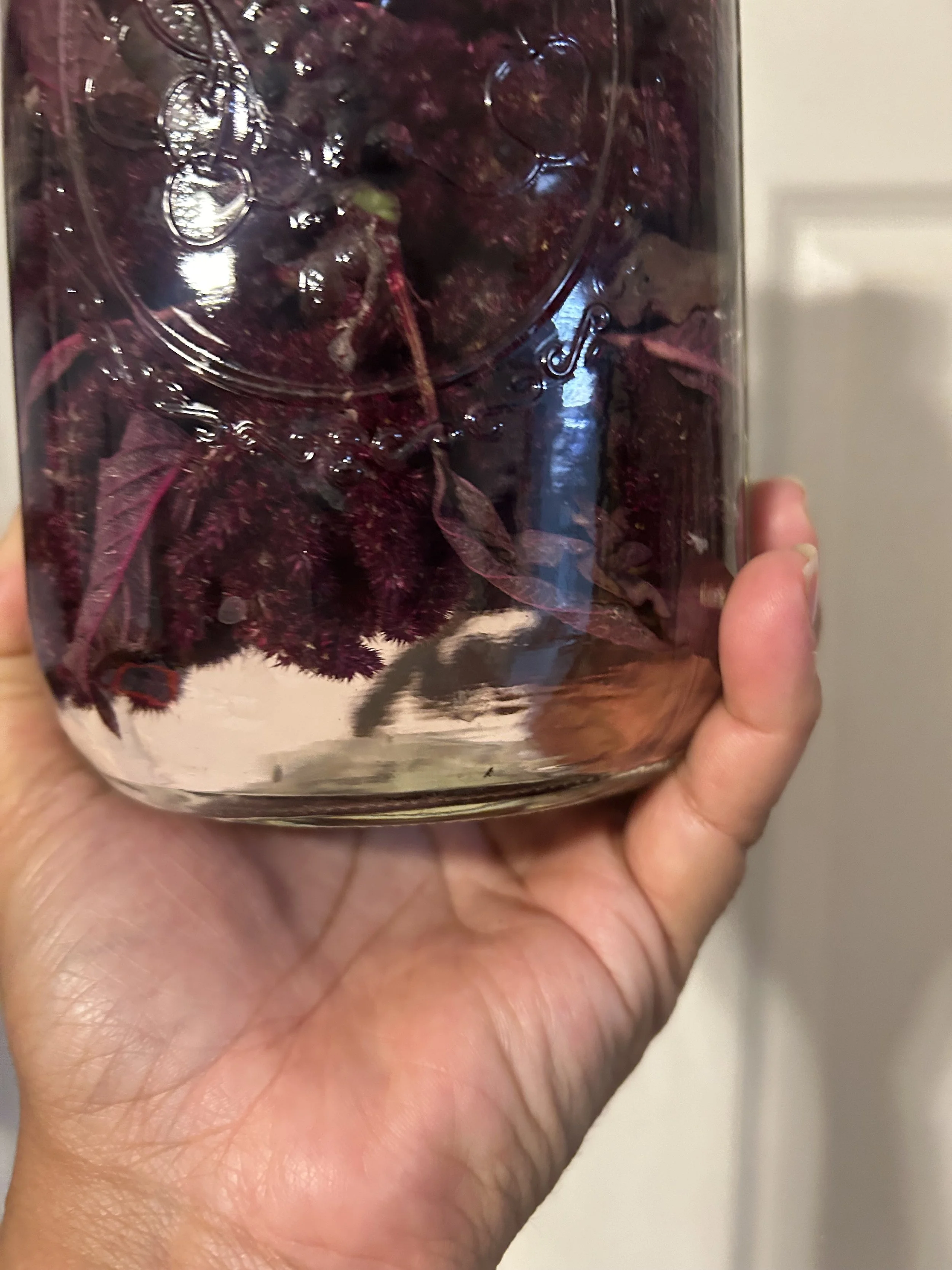Experiments with Red Amaranth (Part 1)