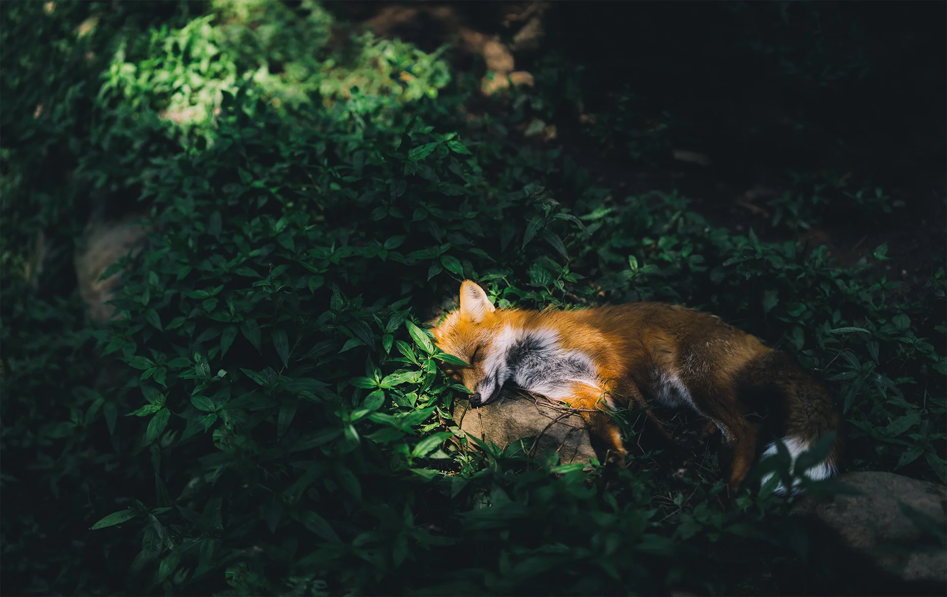 Daily Update - October 25th