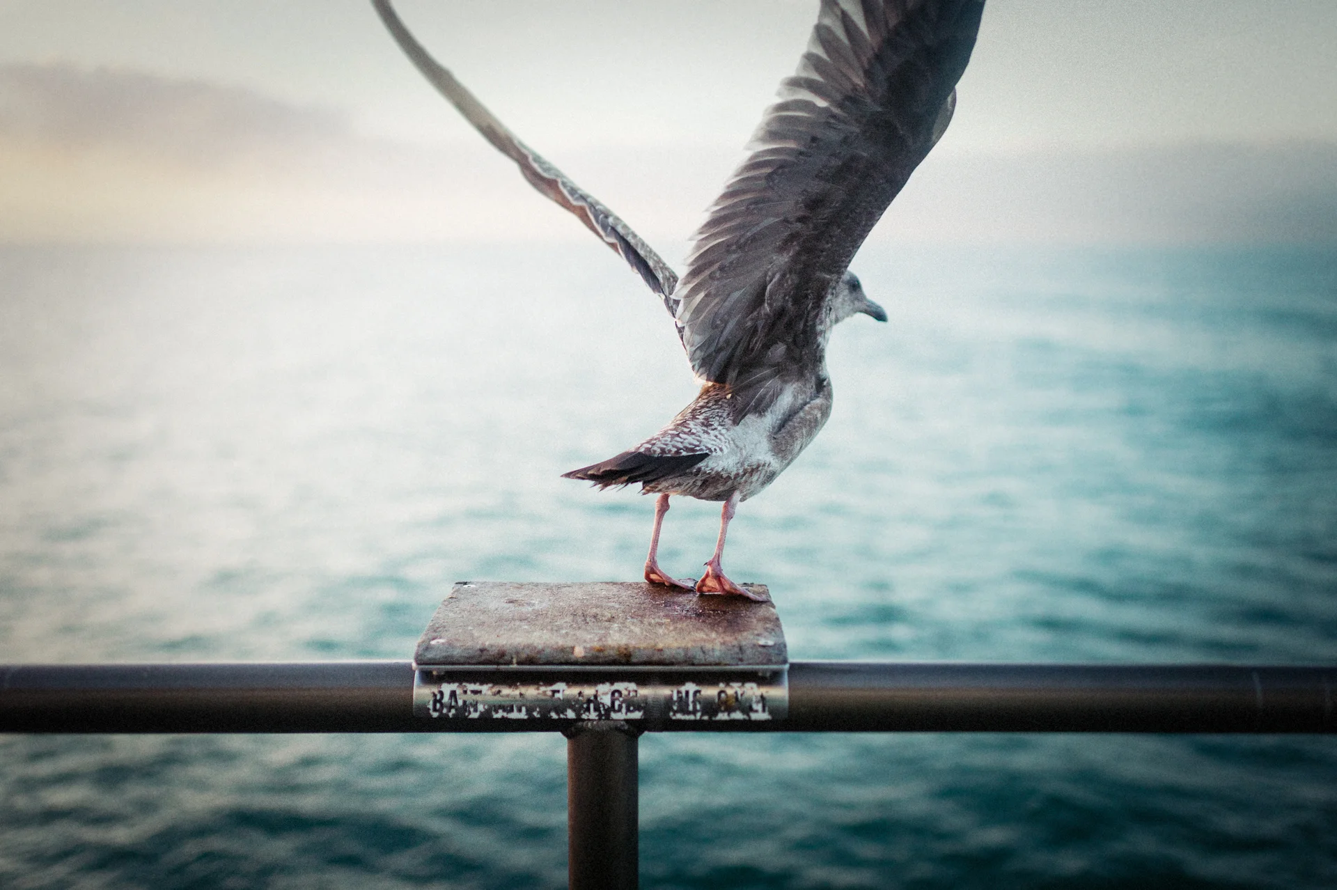 Daily Update - February 9th