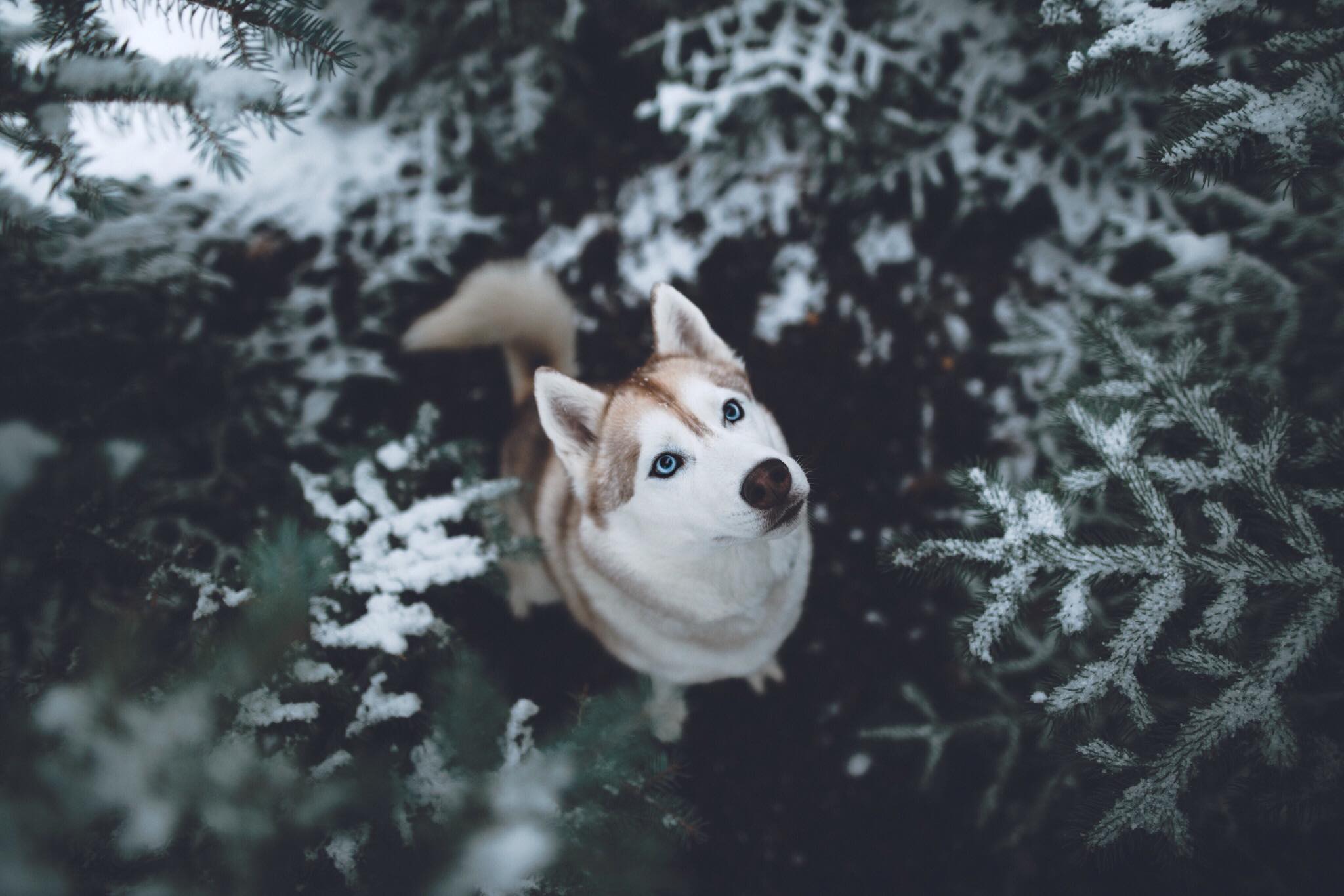 Zach Allia