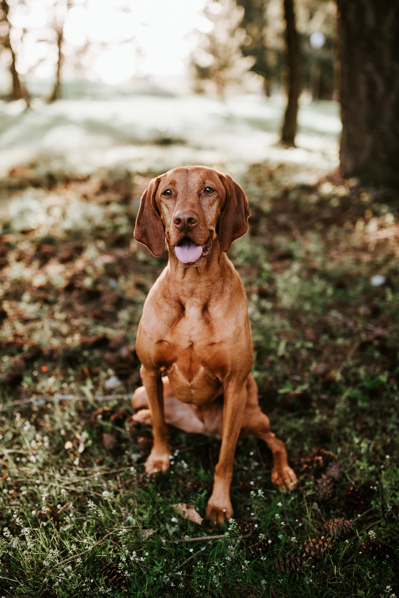 Natalie Thomas Photography
