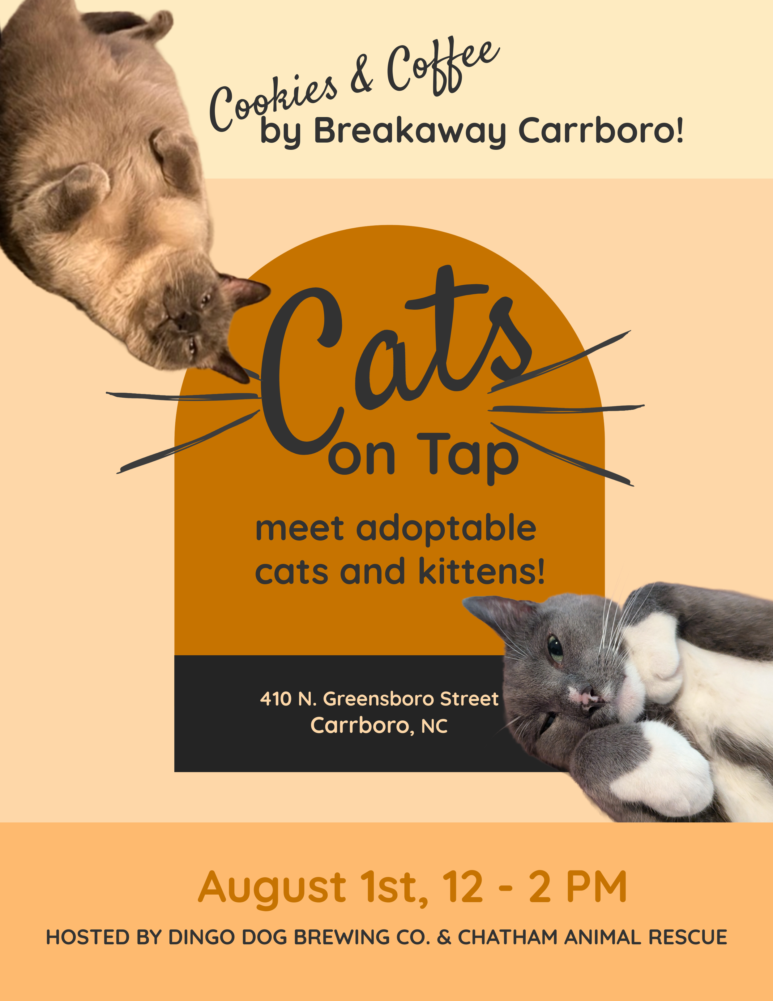 Cats on Tap! 